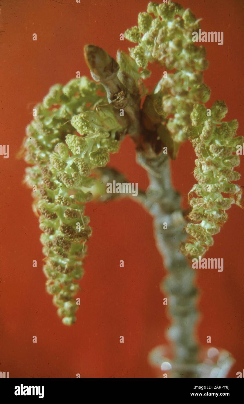 Rare and endangered trees unique to China, 1958 Stock Photo Alamy