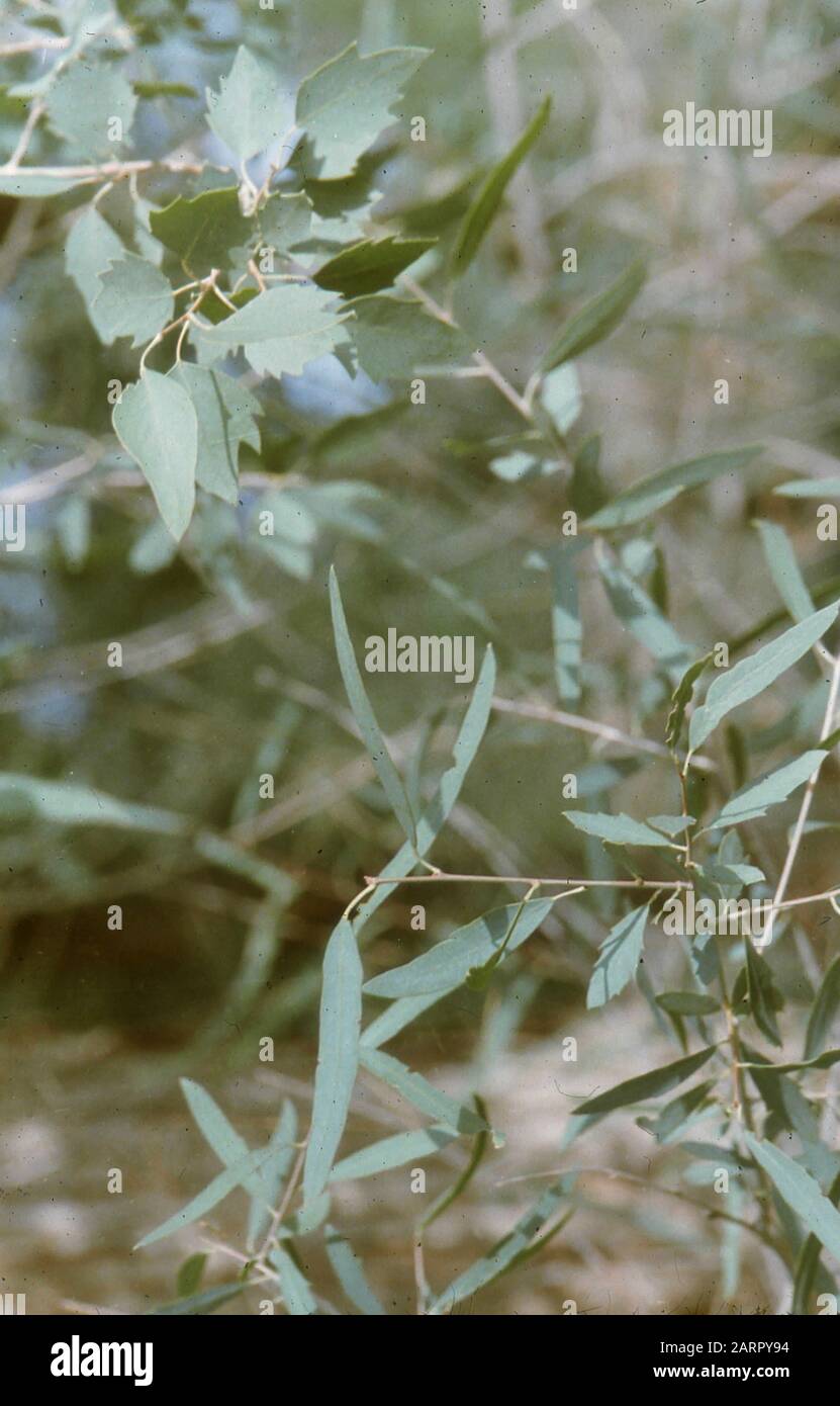 Rare and endangered trees unique to China, 1958 Stock Photo Alamy