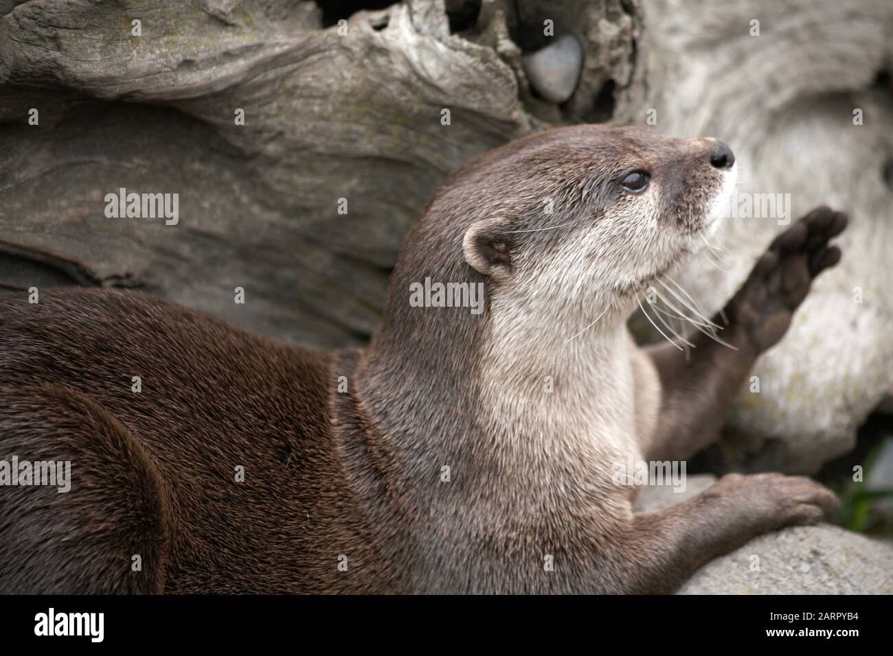 otter Stock Photo