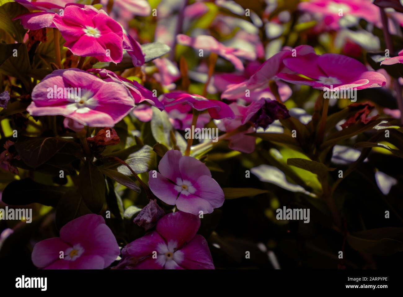 Impatiens Flowers outdoors during summer. Stock Photo