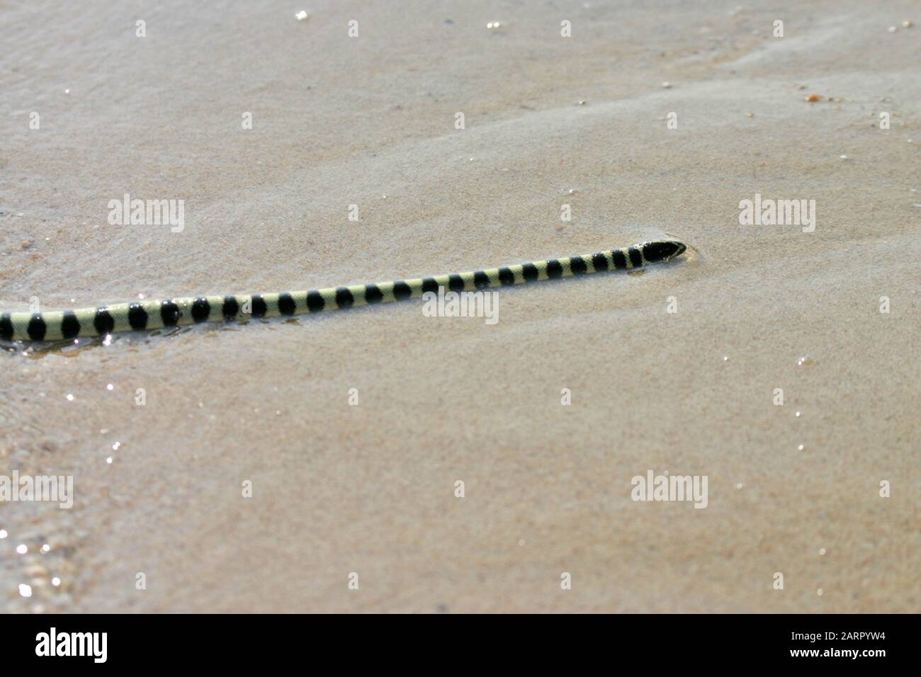 sea snake on a shoreline Stock Photo