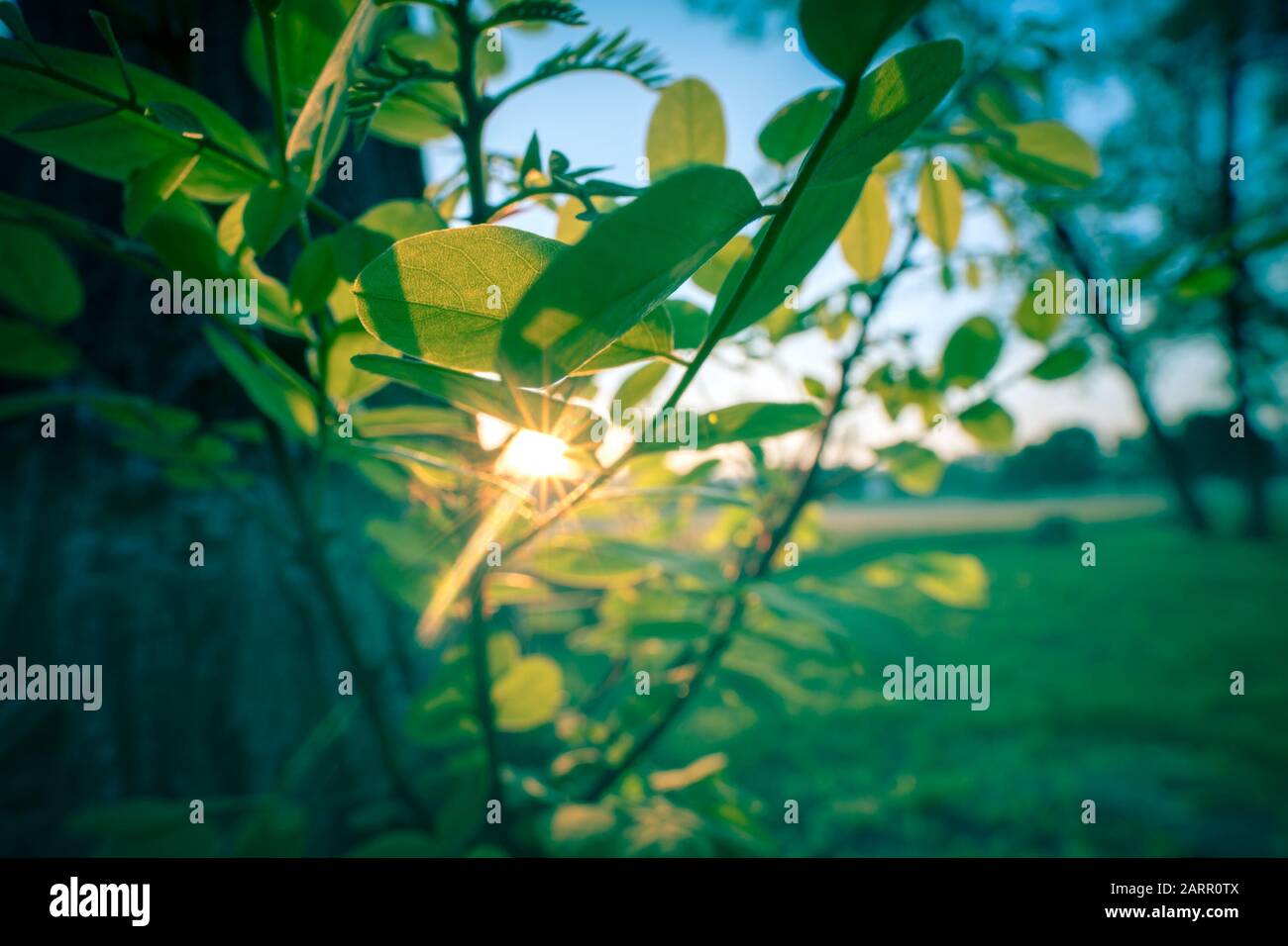 Sun rays passing through the tree foliage Stock Photo - Alamy