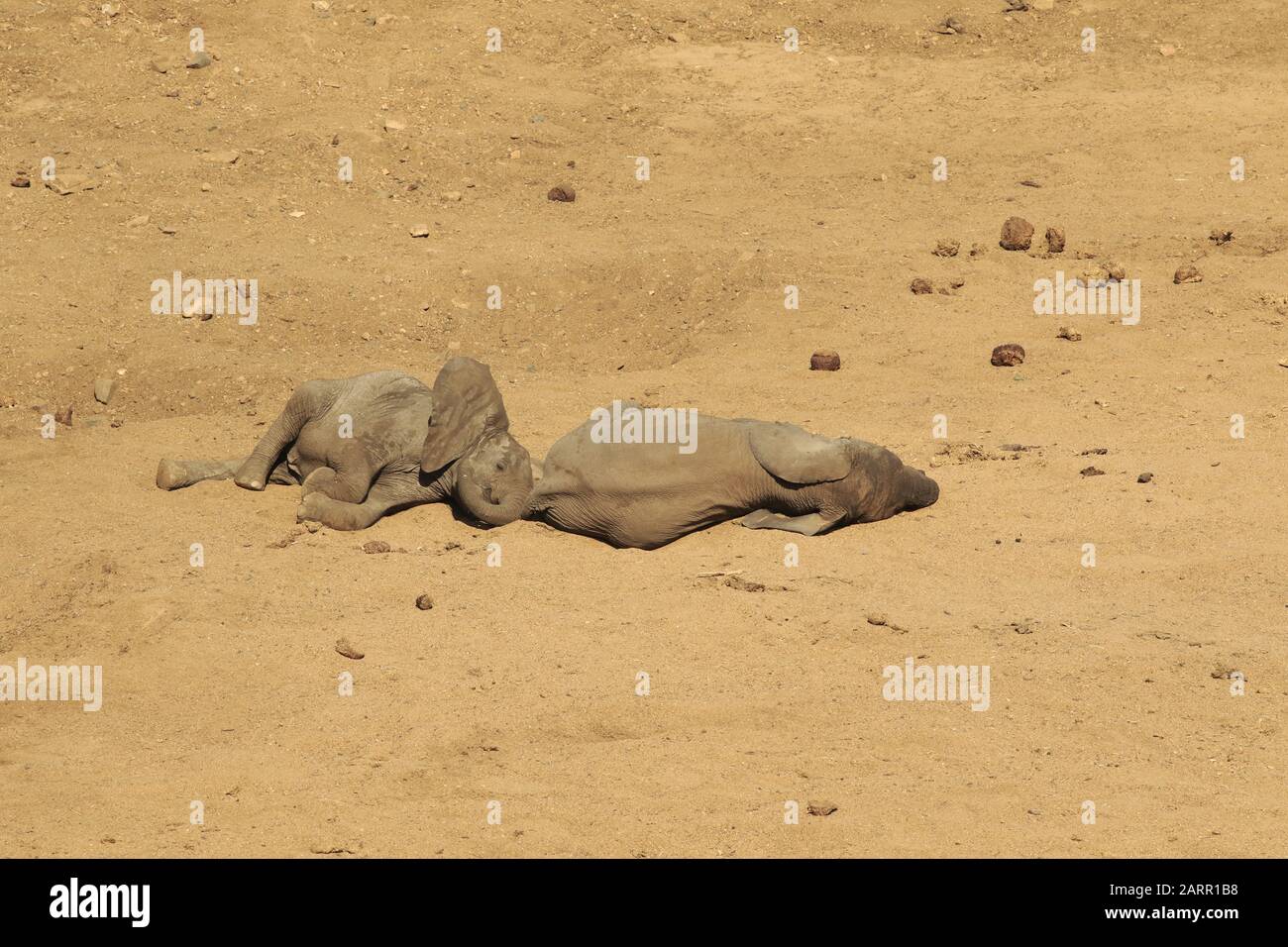 Baby elephant sleeping in the dry river bed Stock Photo