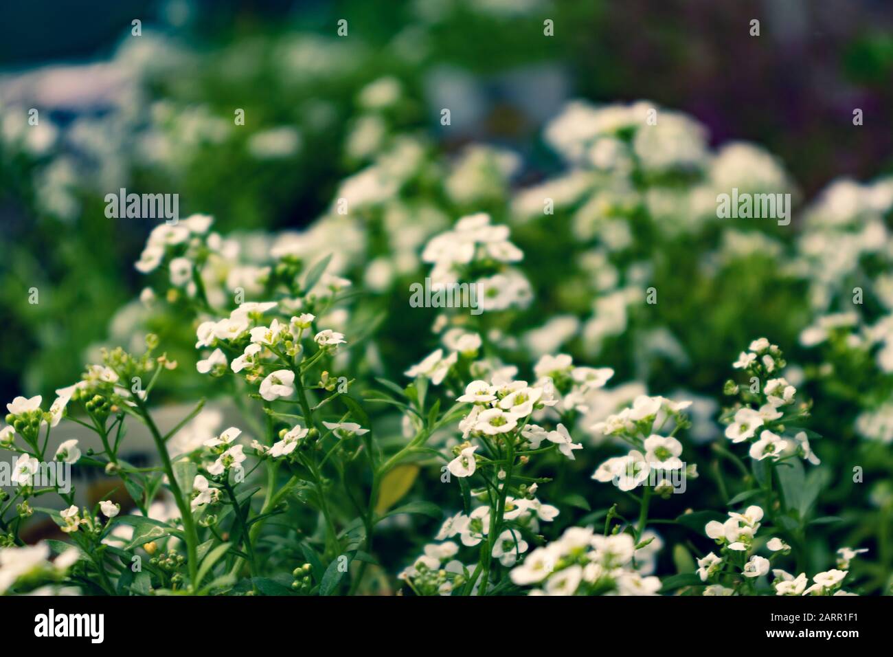 Alyssum plant hi-res stock photography and images - Alamy