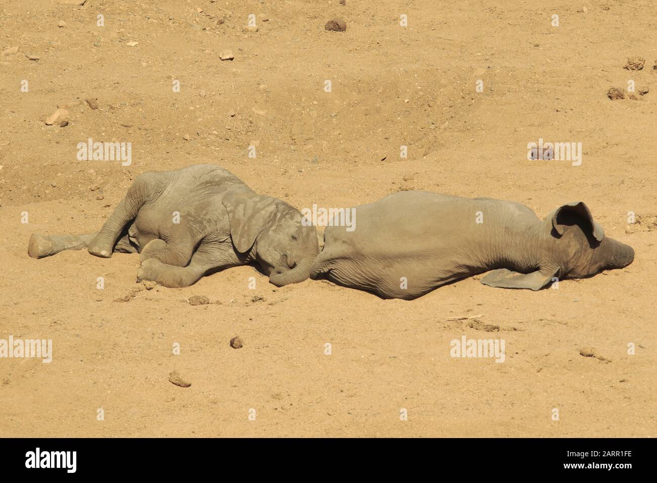 Baby elephant sleeping in the dry river bed Stock Photo Alamy