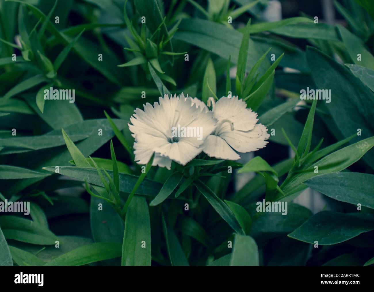 White Dianthus flower plant in bloom outdoors. Stock Photo