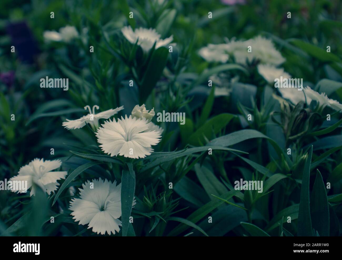 White Dianthus flower plant in bloom outdoors. Stock Photo