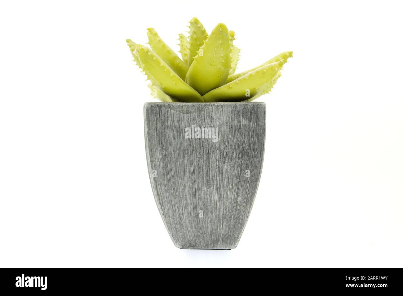 green plant in a pot isolated on white background Stock Photo - Alamy