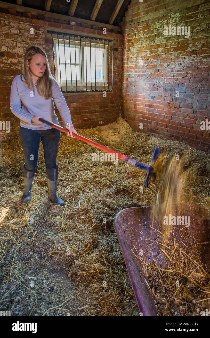 Young woman mucking out a stable Stock Photo Alamy