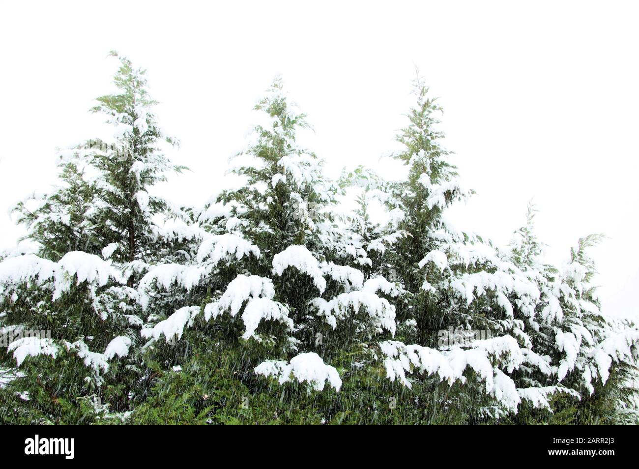 snow covered pine tree branches against winter white sky Stock Photo