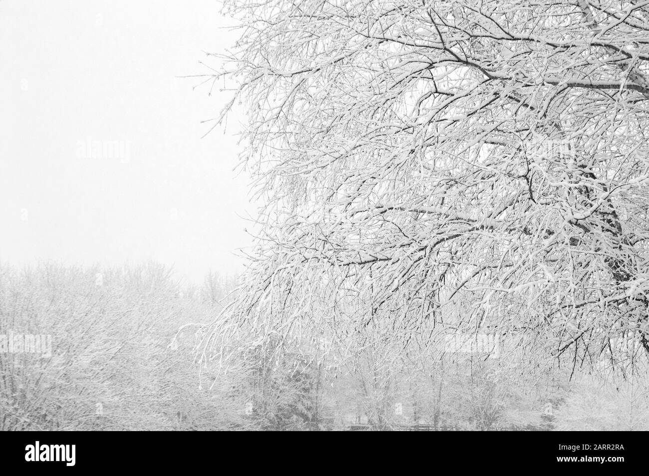 snow covered pine tree branches against winter white sky Stock Photo ...