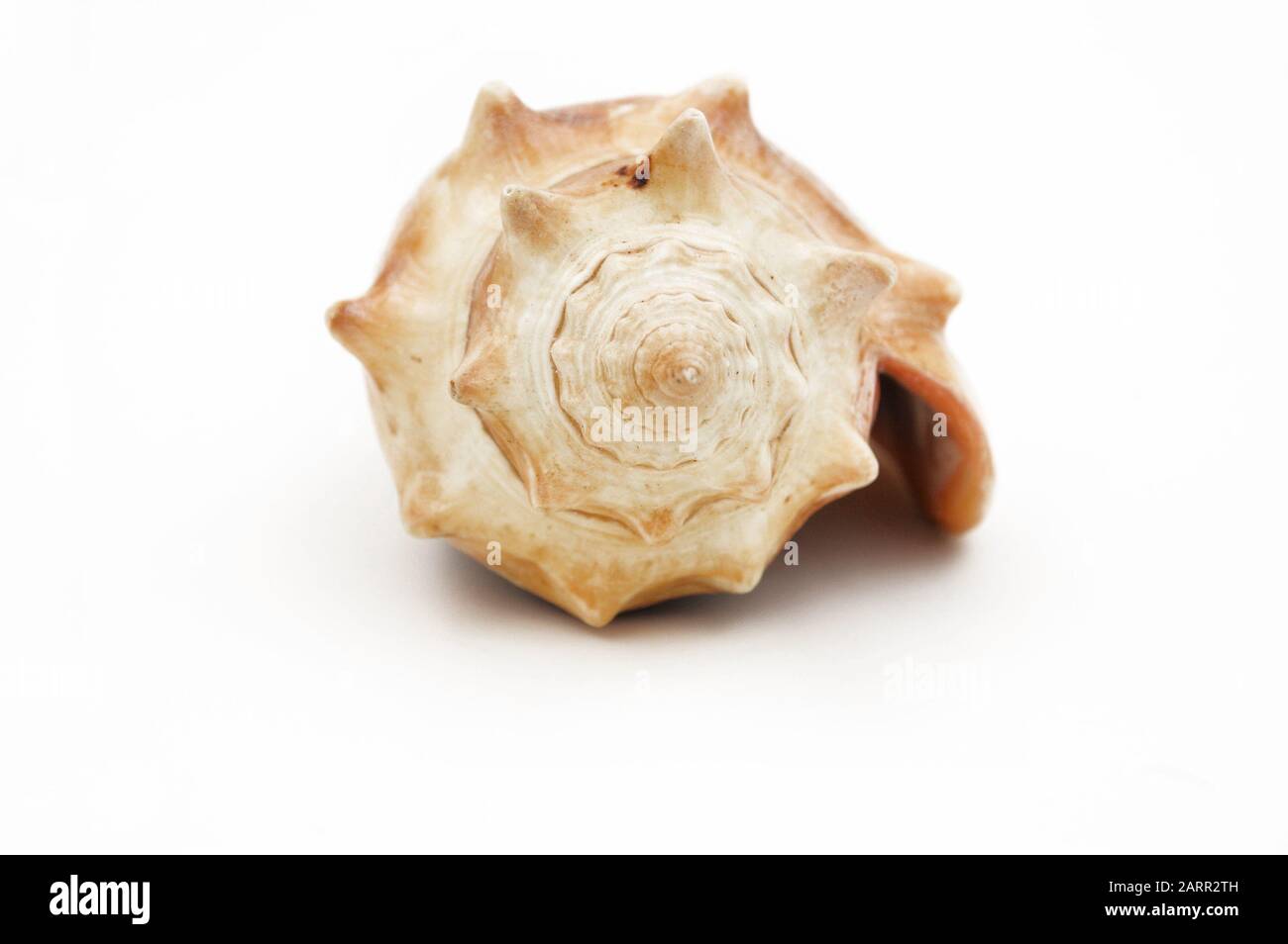 sea shell spiral conch isolated on a white background Stock Photo