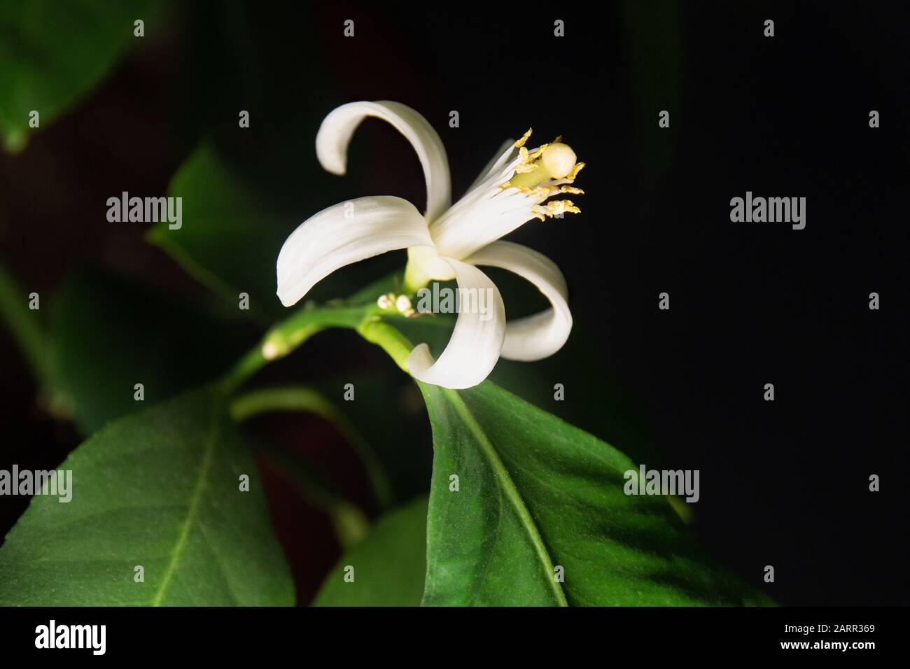 A potted Meyer Lemon's developing bloom. Stock Photo