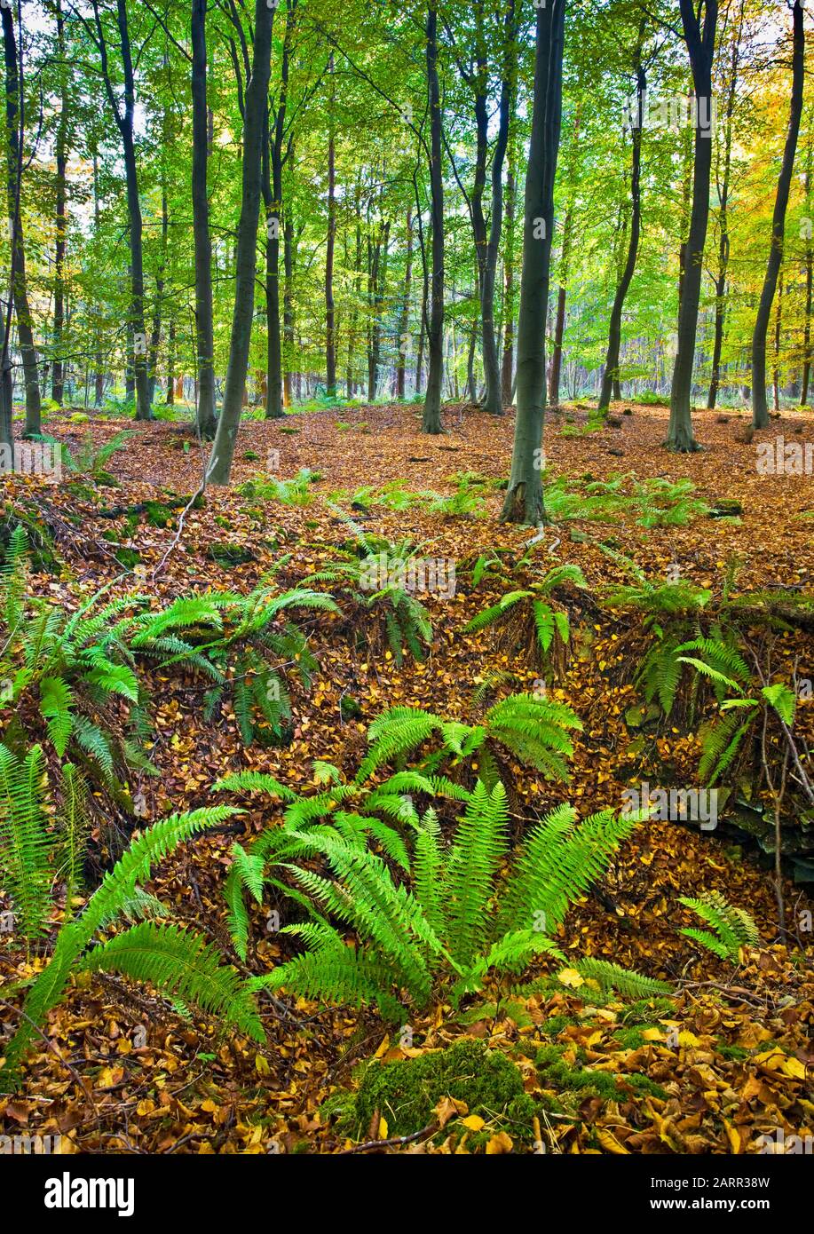 Woodland floor with ferns hi-res stock photography and images - Alamy