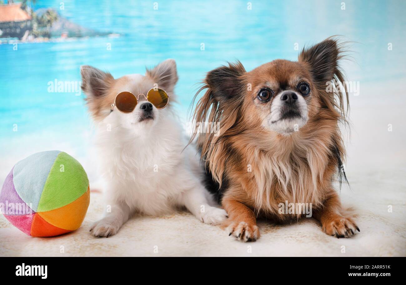 Toy Chihuahuas High Resolution Stock Photography And Images Alamy Toy Chihuahuas High Resolution Stock Photography And Images Alamy