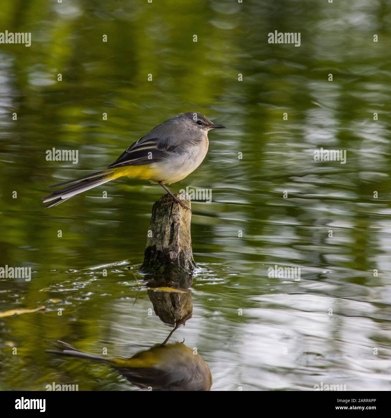 A Wagtail at Groby Pool in Leicestershire. Stock Photo