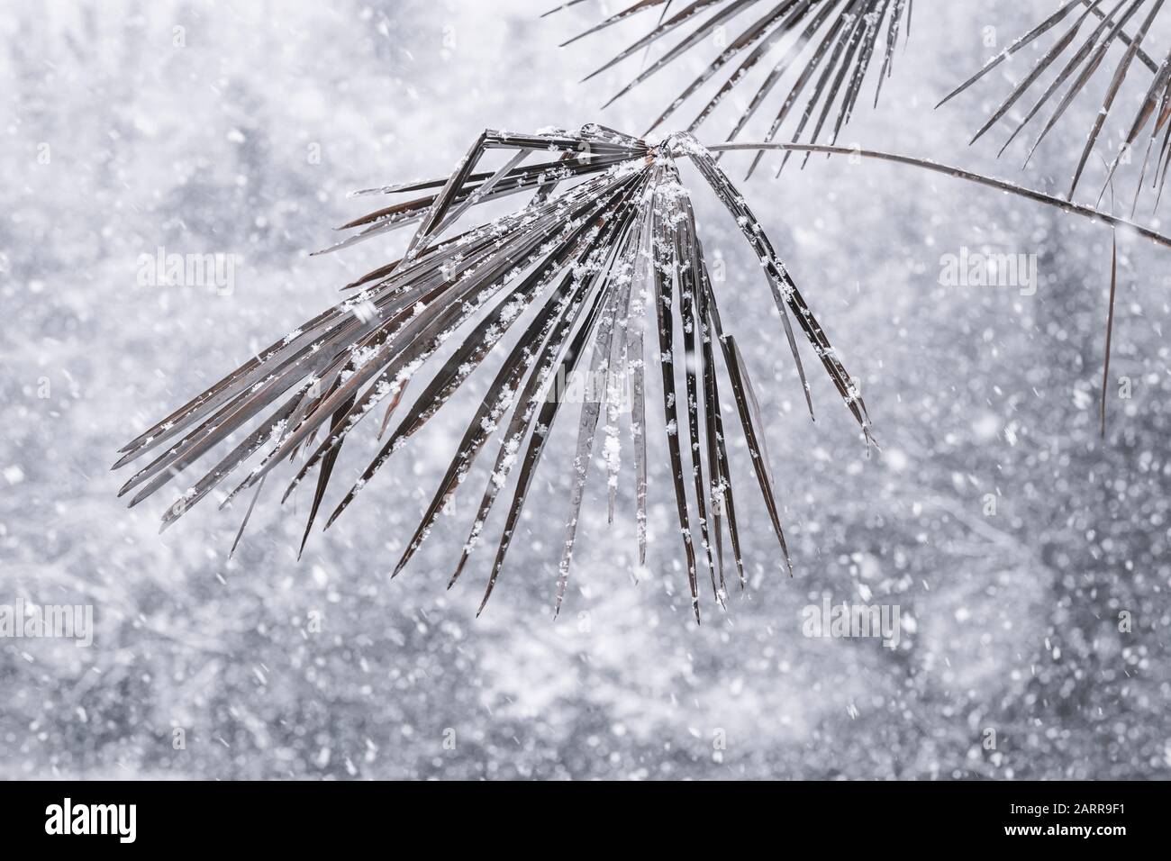 Palm trees covered with straw protectors to keep warm during winter Stock  Photo - Alamy