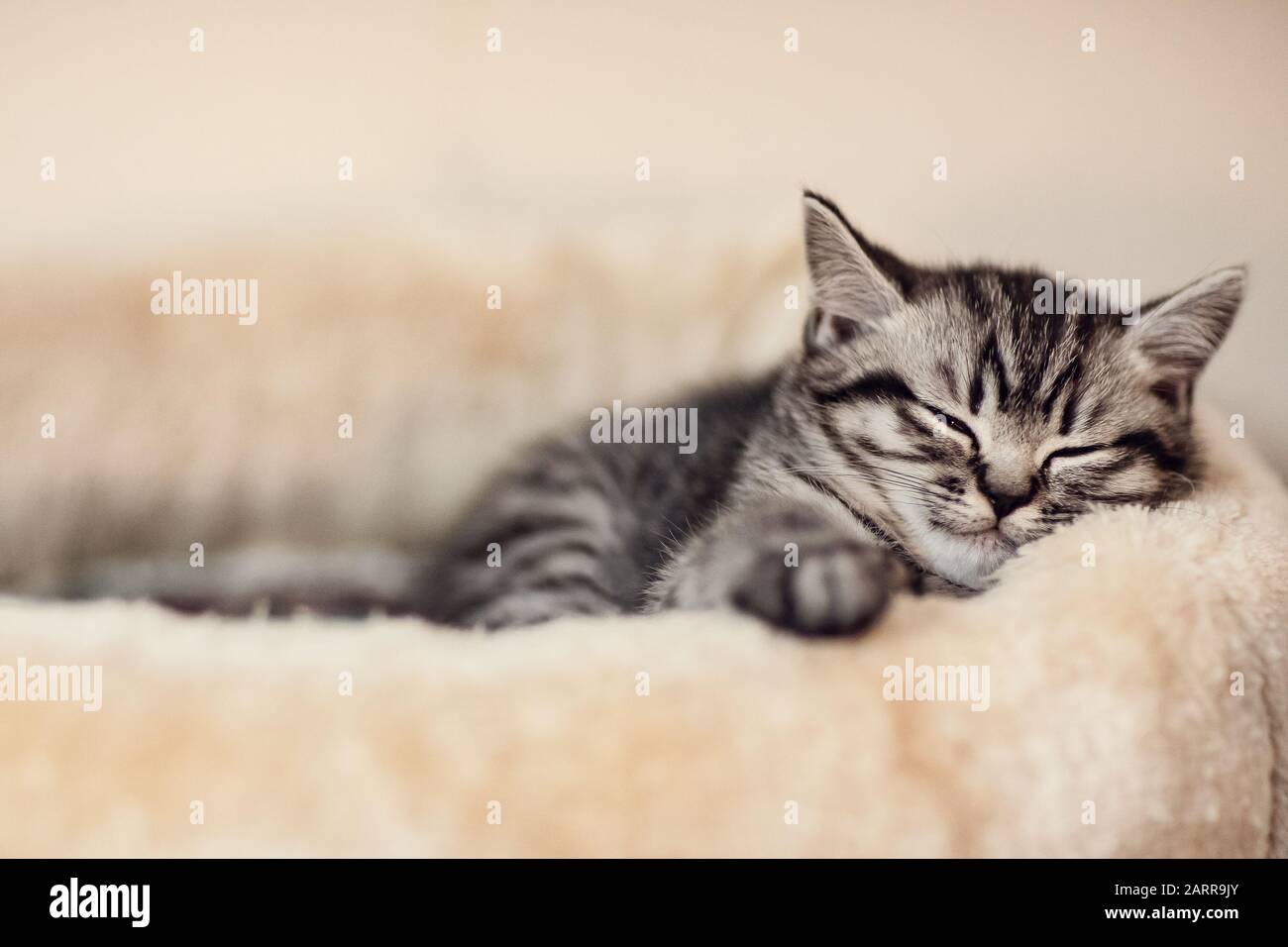 British shorthair, cat, silver tabby, beautiful kitten, männlich, short-haired cat, pet, Kleine Babykatze liegt gemütlich und schläft, sleepy Stock Photo