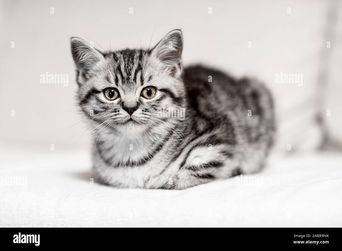British shorthair, cat, silver tabby, beautiful kitten, männlich, short-haired cat, pet, Kleine Babykatze liegt gemütlich auf dem Sofa und genießt Stock Photo