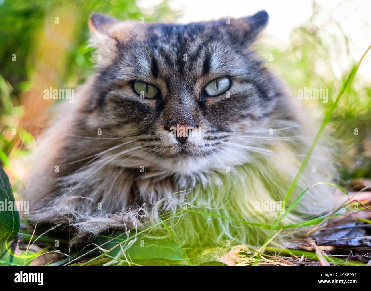 Long haired tabby hires stock photography and images Alamy