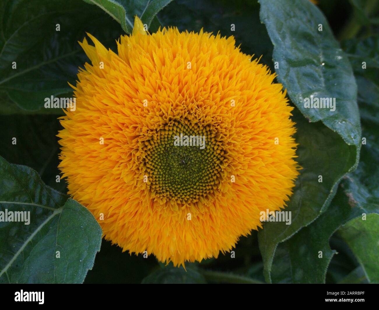 Sunflower. Helianthus annuus. Name Teddy Bear. Close up of a large round flower with small orange petals. Stock Photo