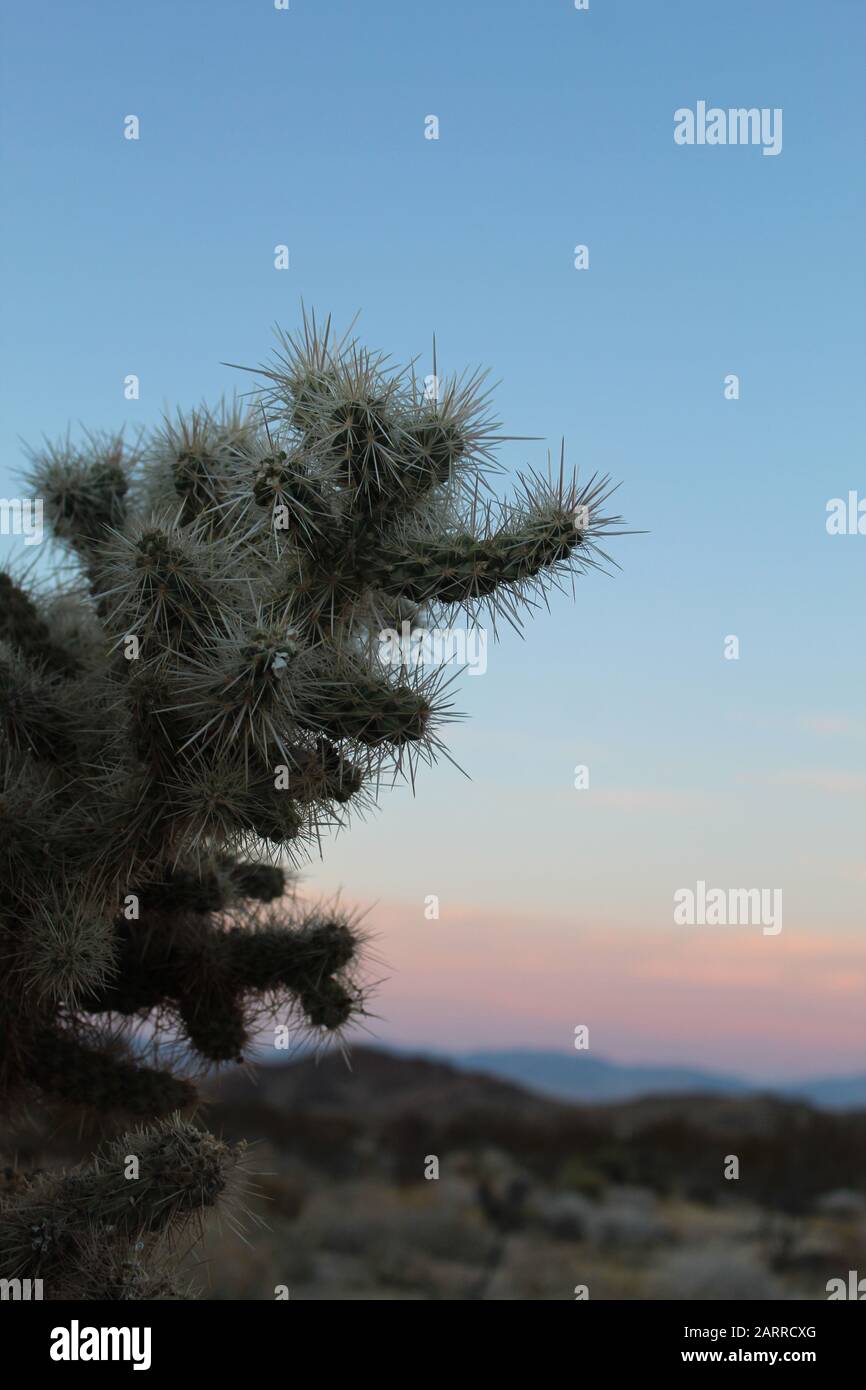 Cylindropuntia is a genus of plants in the botanical family Cactaceae. Commonly as Cholla, several are native to Joshua Tree National Park. Stock Photo