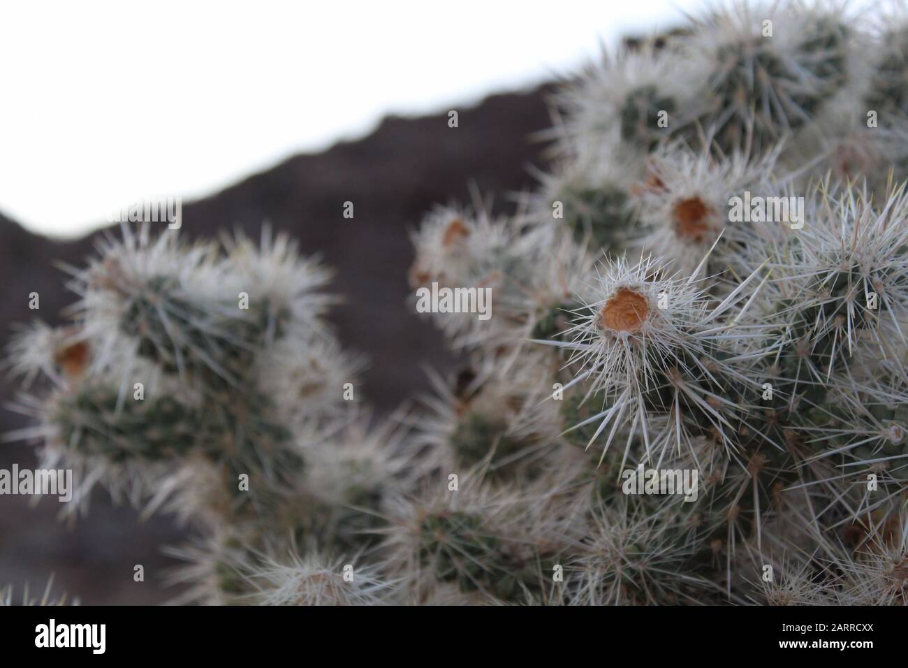 Cylindropuntia is a genus of plants in the botanical family Cactaceae. Commonly as Cholla, several are native to Joshua Tree National Park. Stock Photo