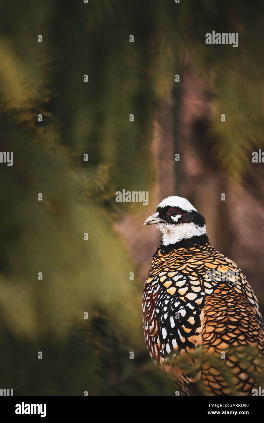 Syrmaticus reevesii, royal pheasant, gold, with beautiful color and green blurry background Stock Photo