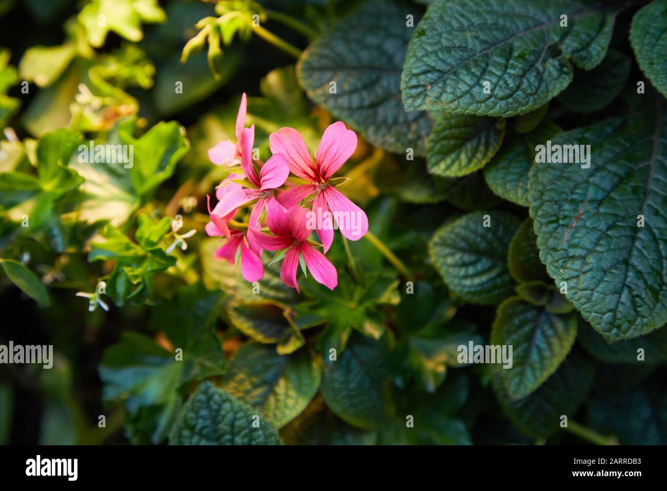 Scented-leaved pelargonium capitatum 'Pink capricorn' with pink flowers, rose-scented perfume pelargonium Stock Photo