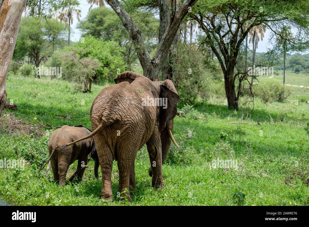 Mother Elephant with Calf in Tarangire National Park, Tanzania Stock Photo