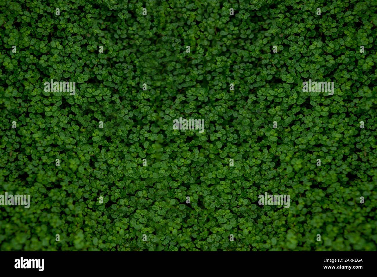 Dichondra ground cover hi-res stock photography and images - Alamy