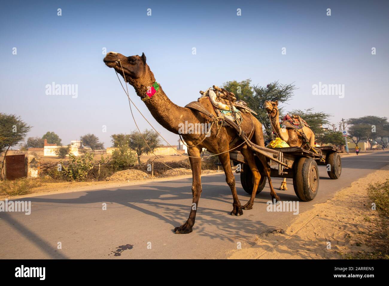 India, Rajasthan, Shekhawati, Nawalgarh, transport, camels pulling carts on rural road Stock Photo