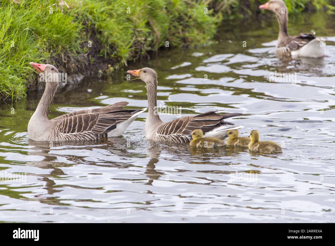 Dutch goose hi-res stock photography and images - Alamy