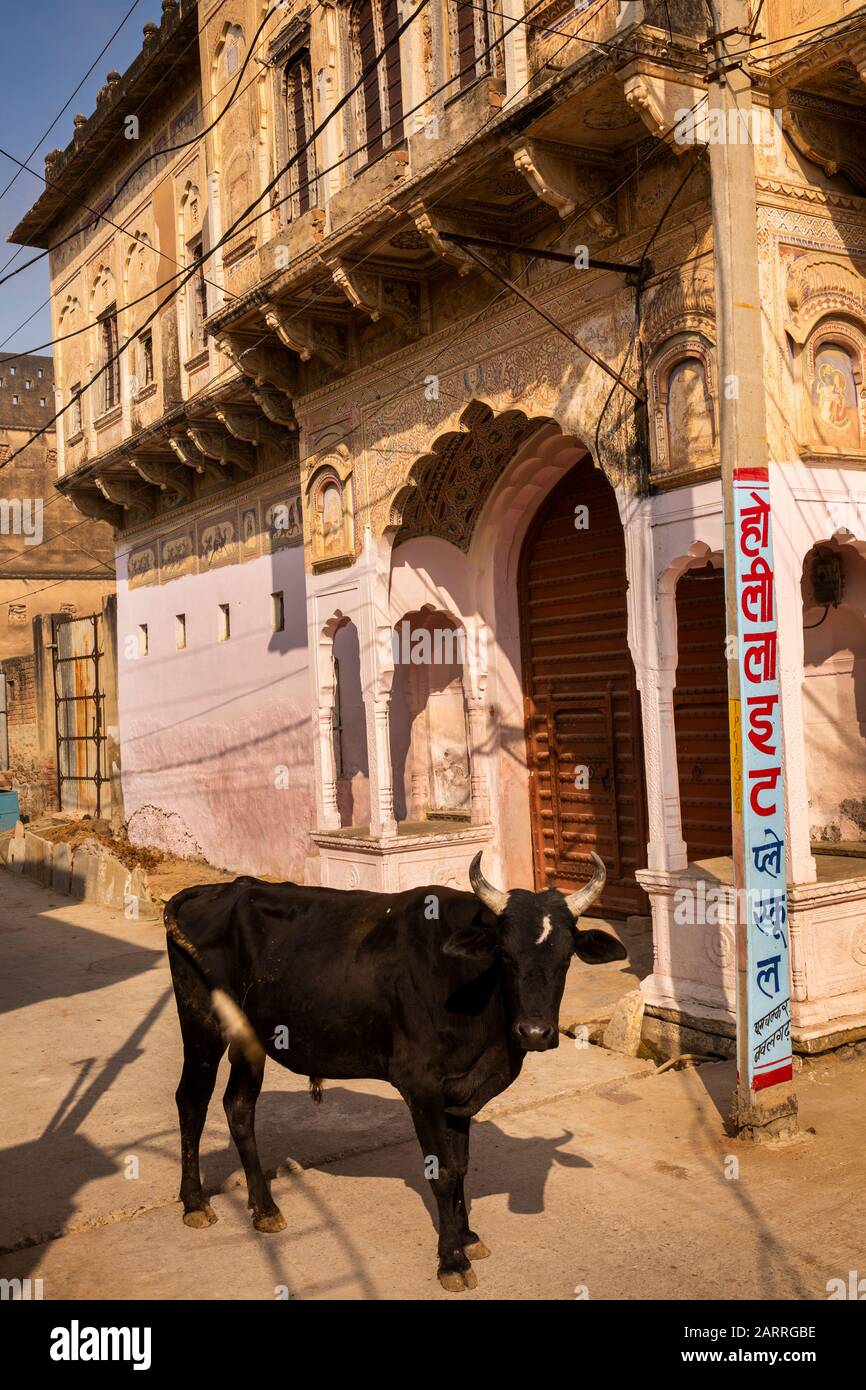 India, Rajasthan, Shekhawati, Nawalgarh, cow in road outside Haveli doorway Stock Photo