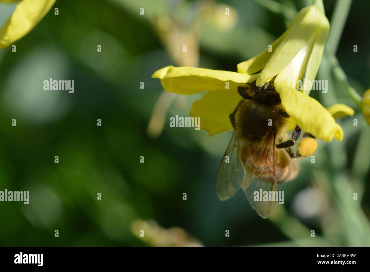 buckfast honey bee close up collecting nectar and pollen in a yellow flower with lots of pollen in her pollen basket at her legs Stock Photo