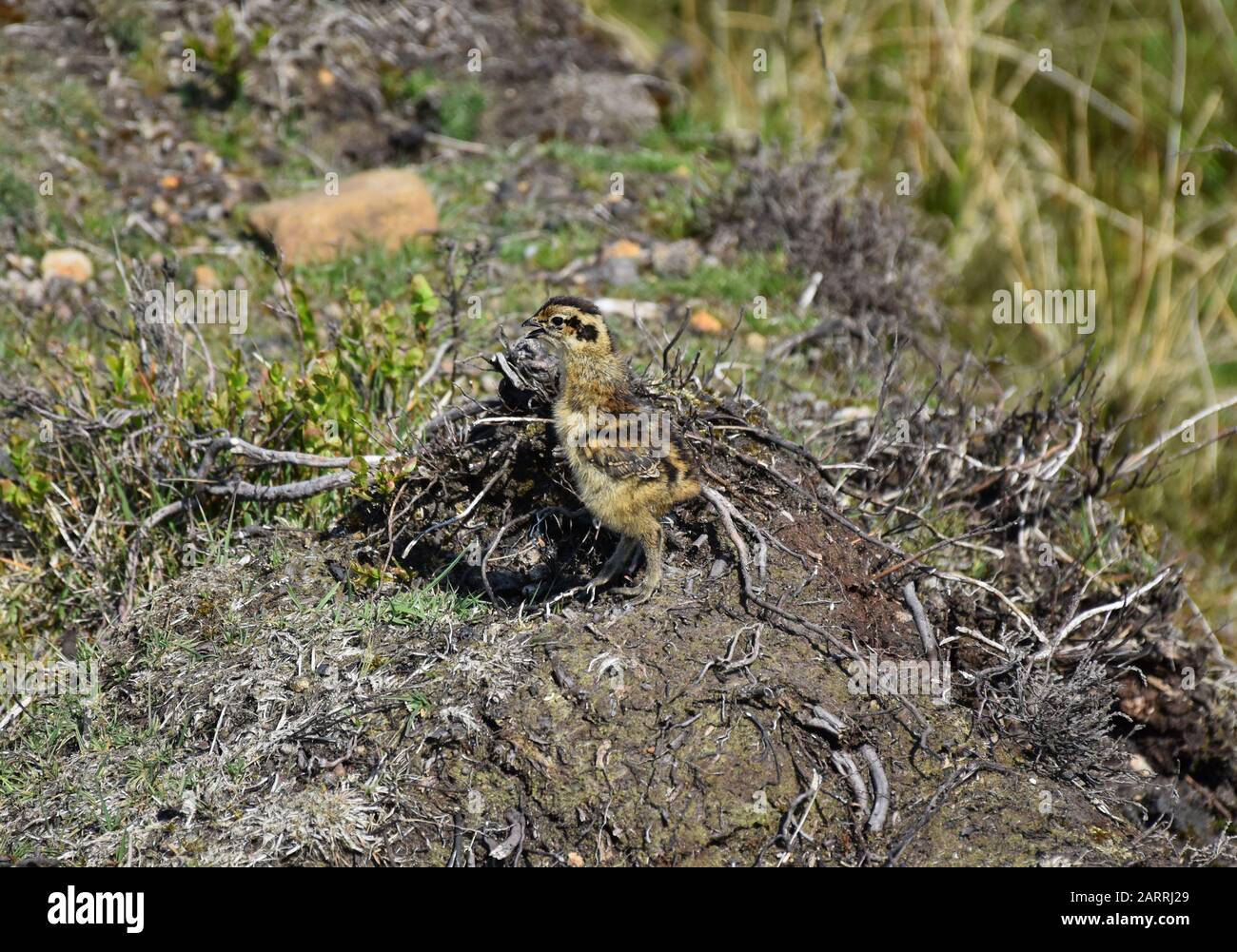 Adorable red ruffed grouse chick standing on the moors Stock Photo - Alamy