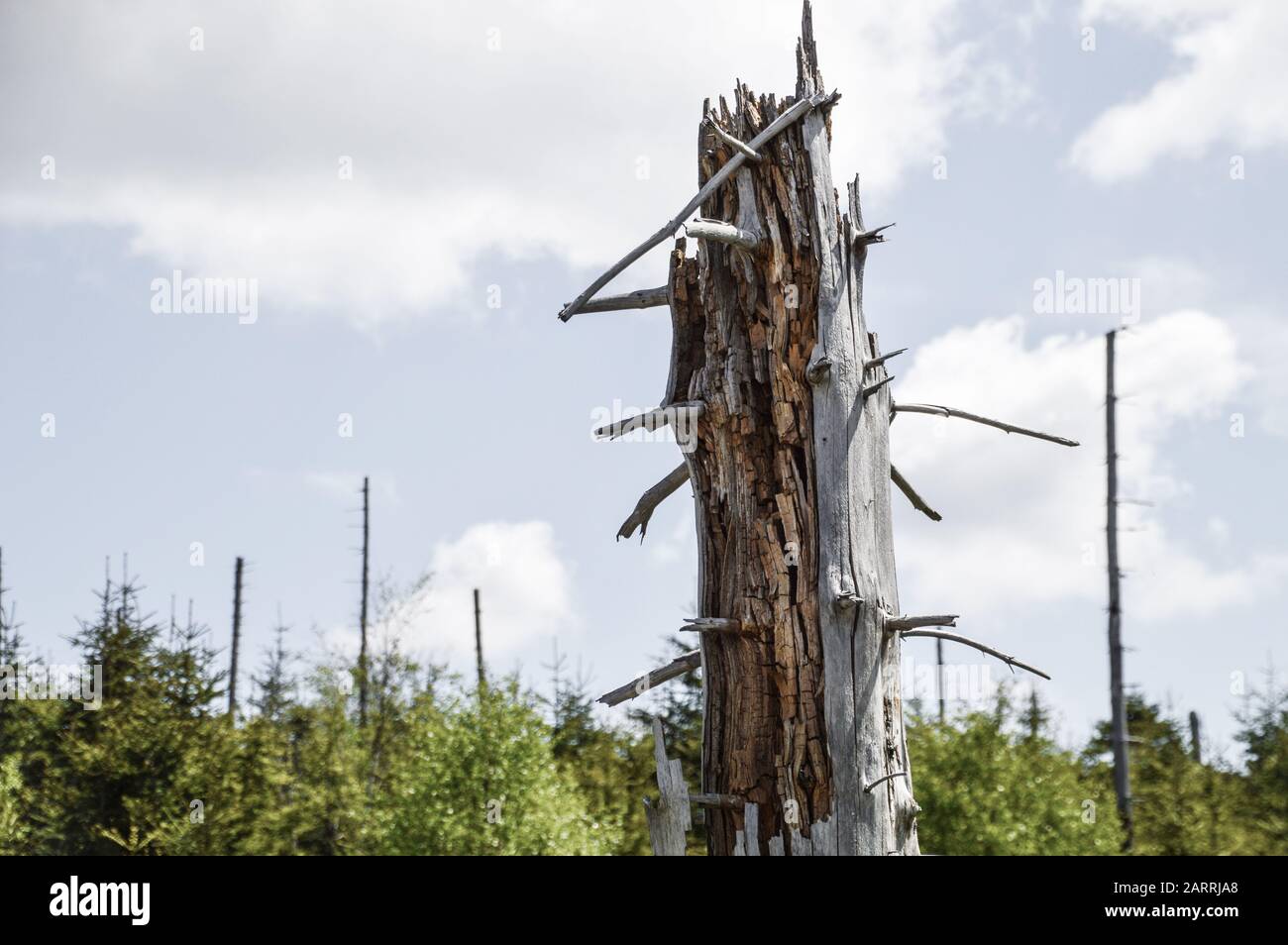 dead broken tree in a forest as symbol for the forest decline and climatic change Stock Photo