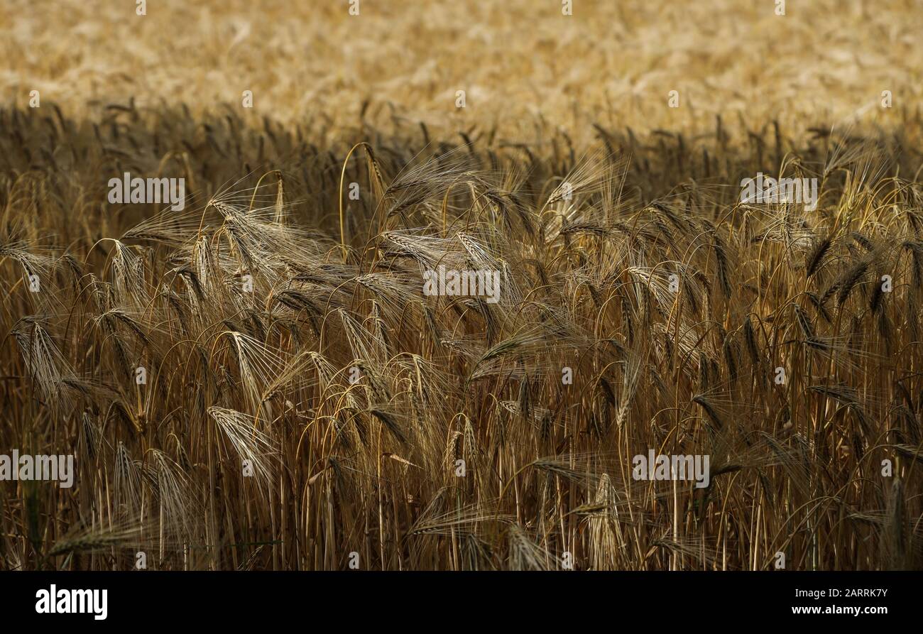 Barley (Hordeum vulgare) is a species of barley (Hordeum) within the sweet grass family (Poaceae). Stock Photo