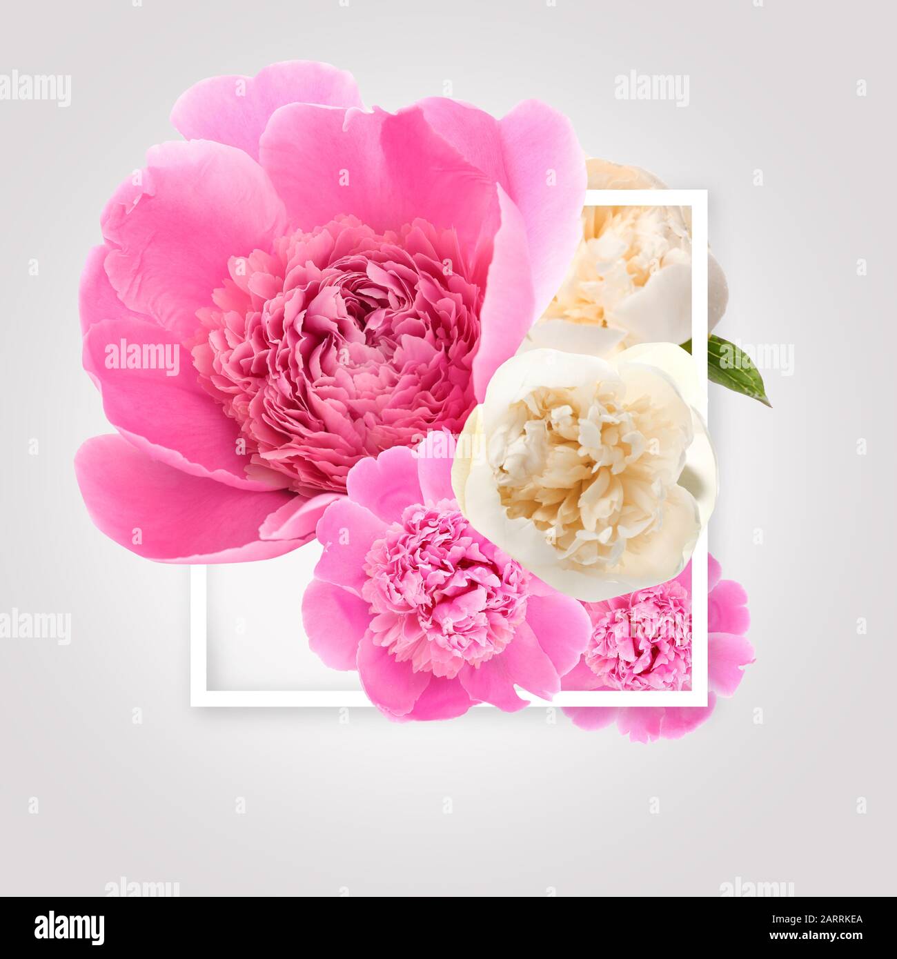 Beautiful peony flowers with frame on light background Stock Photo - Alamy