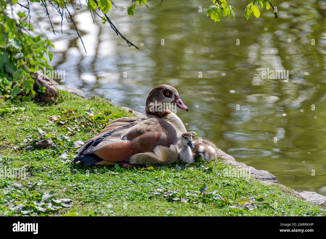 wild duck with chick beside a pond at the Saint James park of London ...