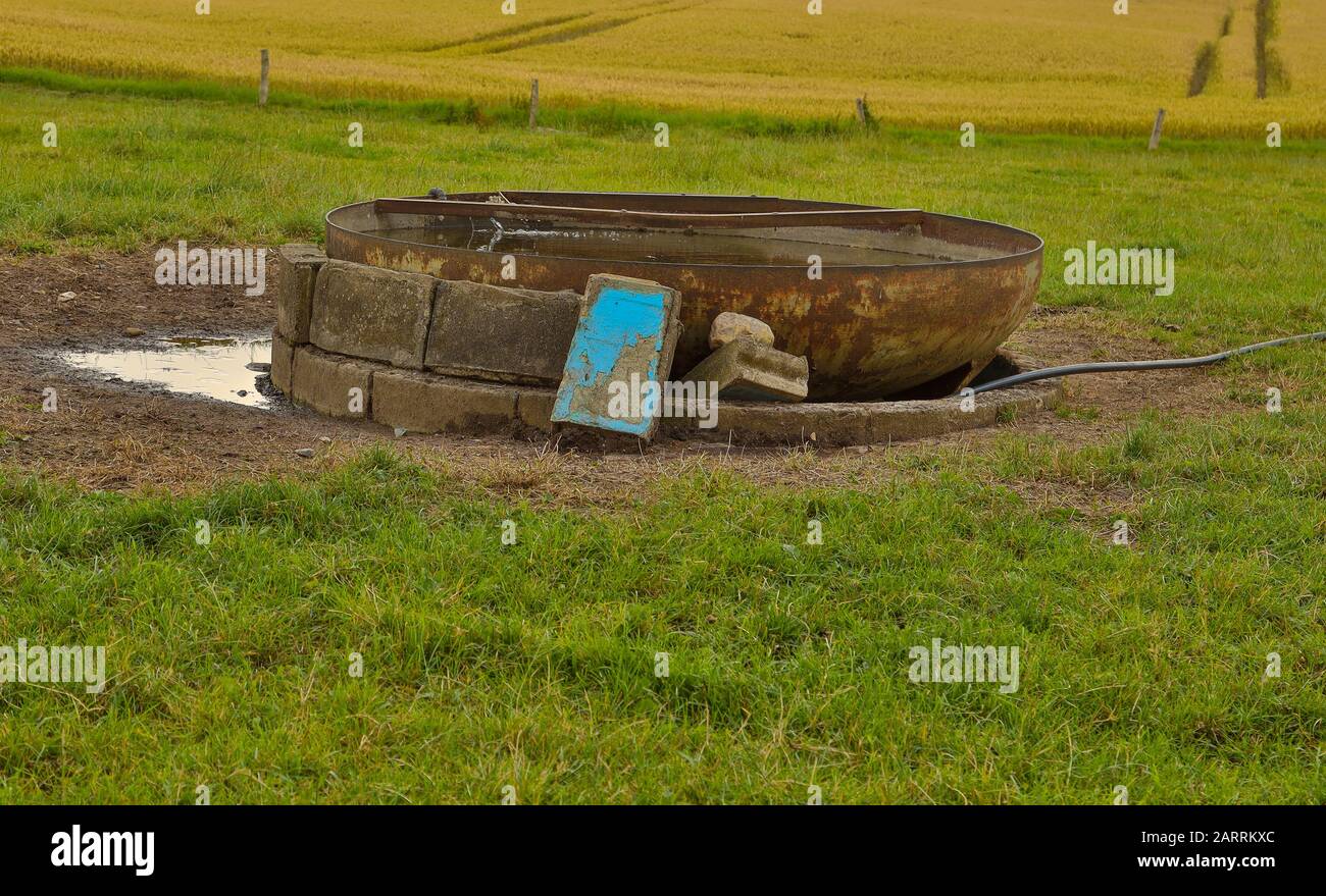 Water is also indispensable for cows to maintain vital functions in the organism. The water trough is located in Ostholstein, northern Germany. Stock Photo