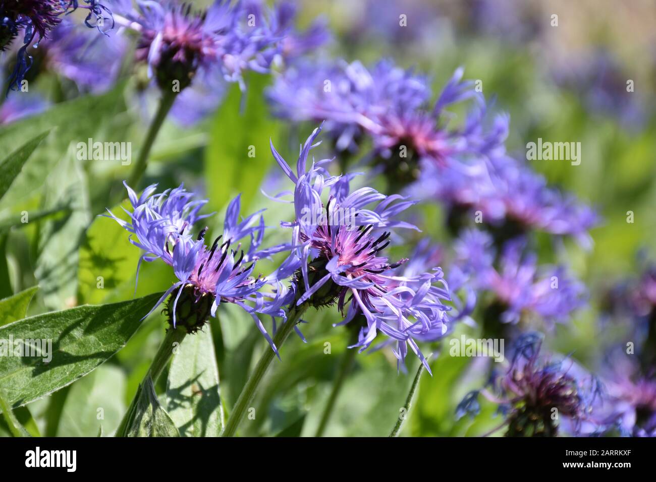 Blooming blue bachelor button flowers in a garden. Stock Photo