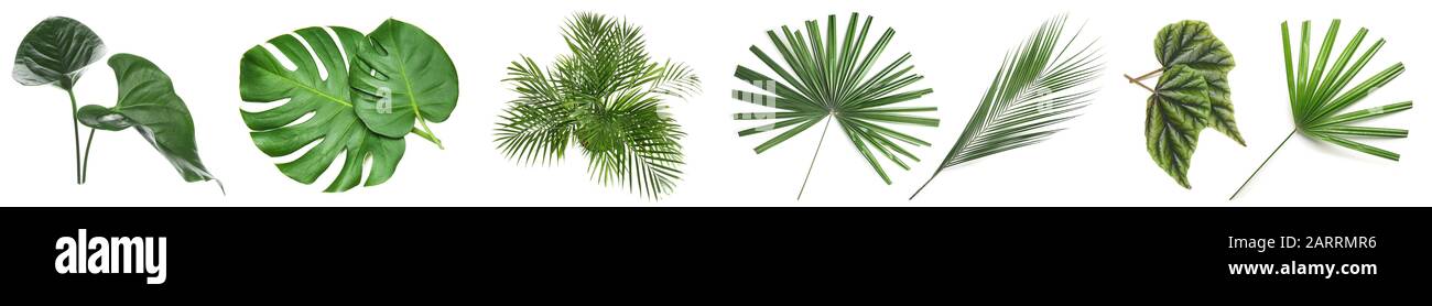 Set of green tropical leaves on white background Stock Photo - Alamy