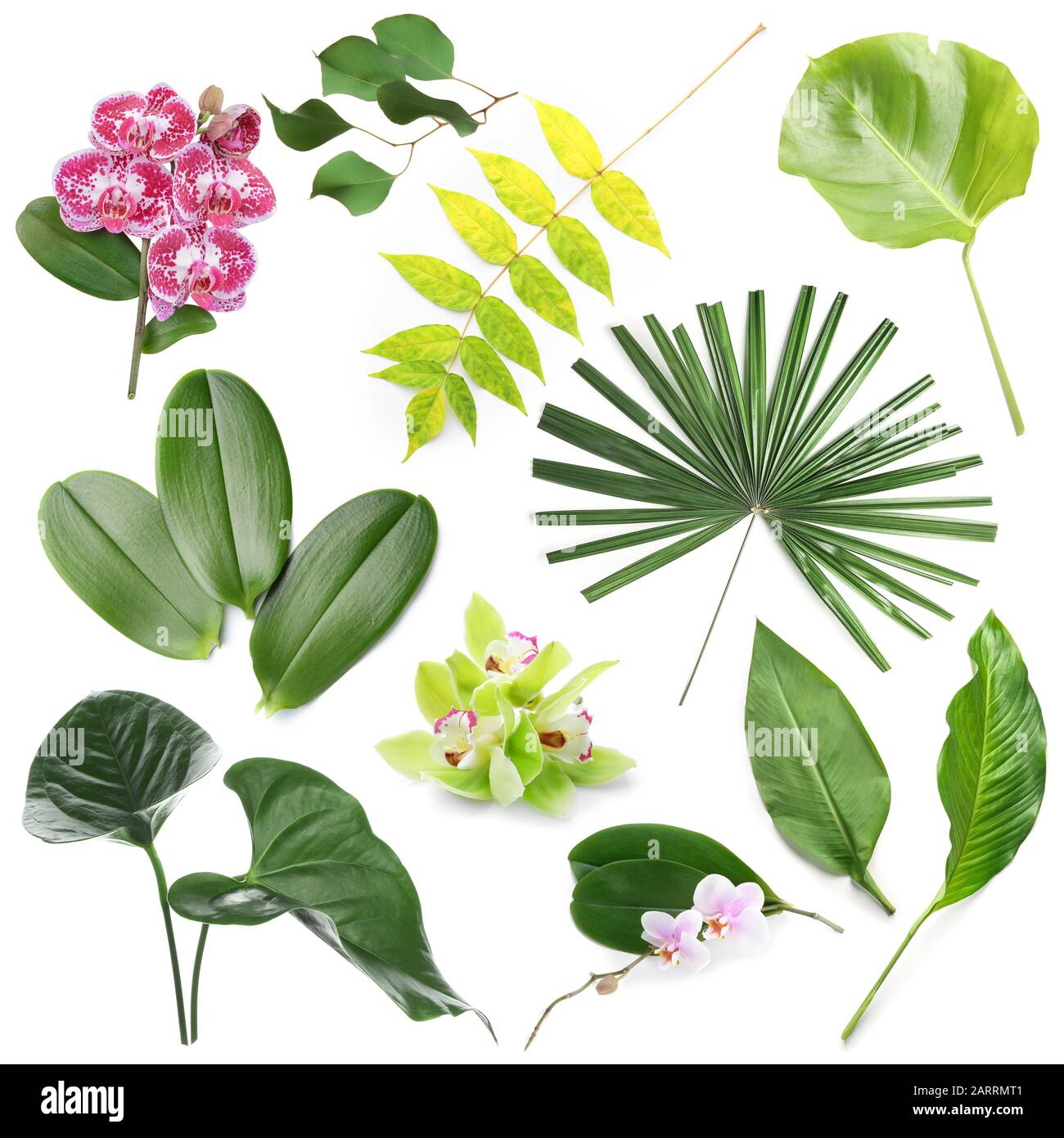 Set of green tropical leaves and flowers on white background Stock ...