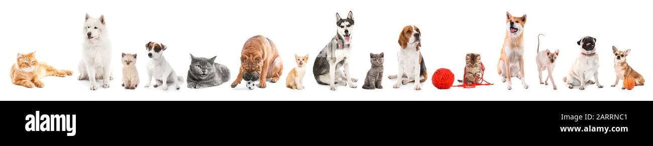 Different dogs and cats on white background Stock Photo