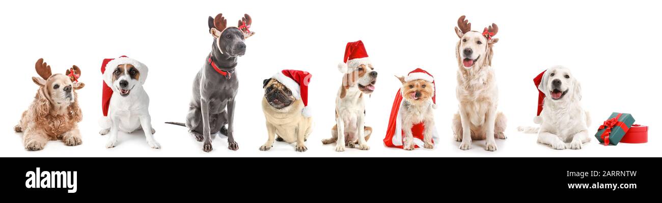 Dogs in Santa Claus hats and with Christmas gifts on white background ...