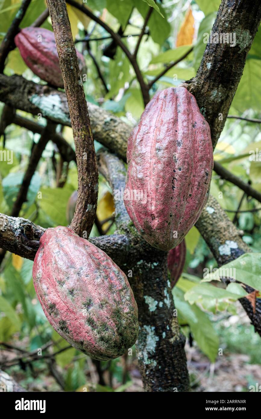 Cocoa fruit ripe in tree in jungle farm before harvest ready for collect Stock Photo