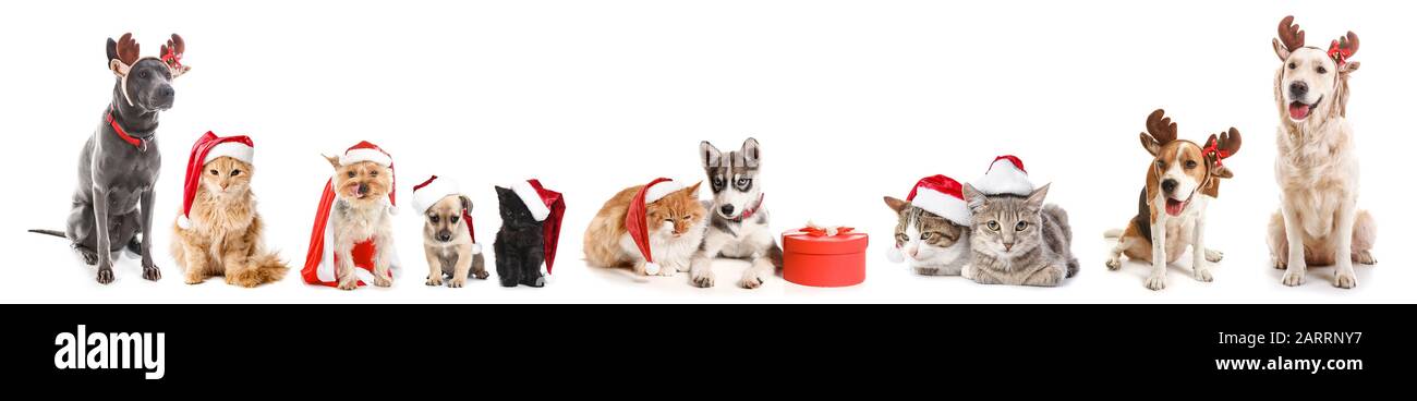 Cats and dogs in Santa Claus hats and with Christmas gift on white ...