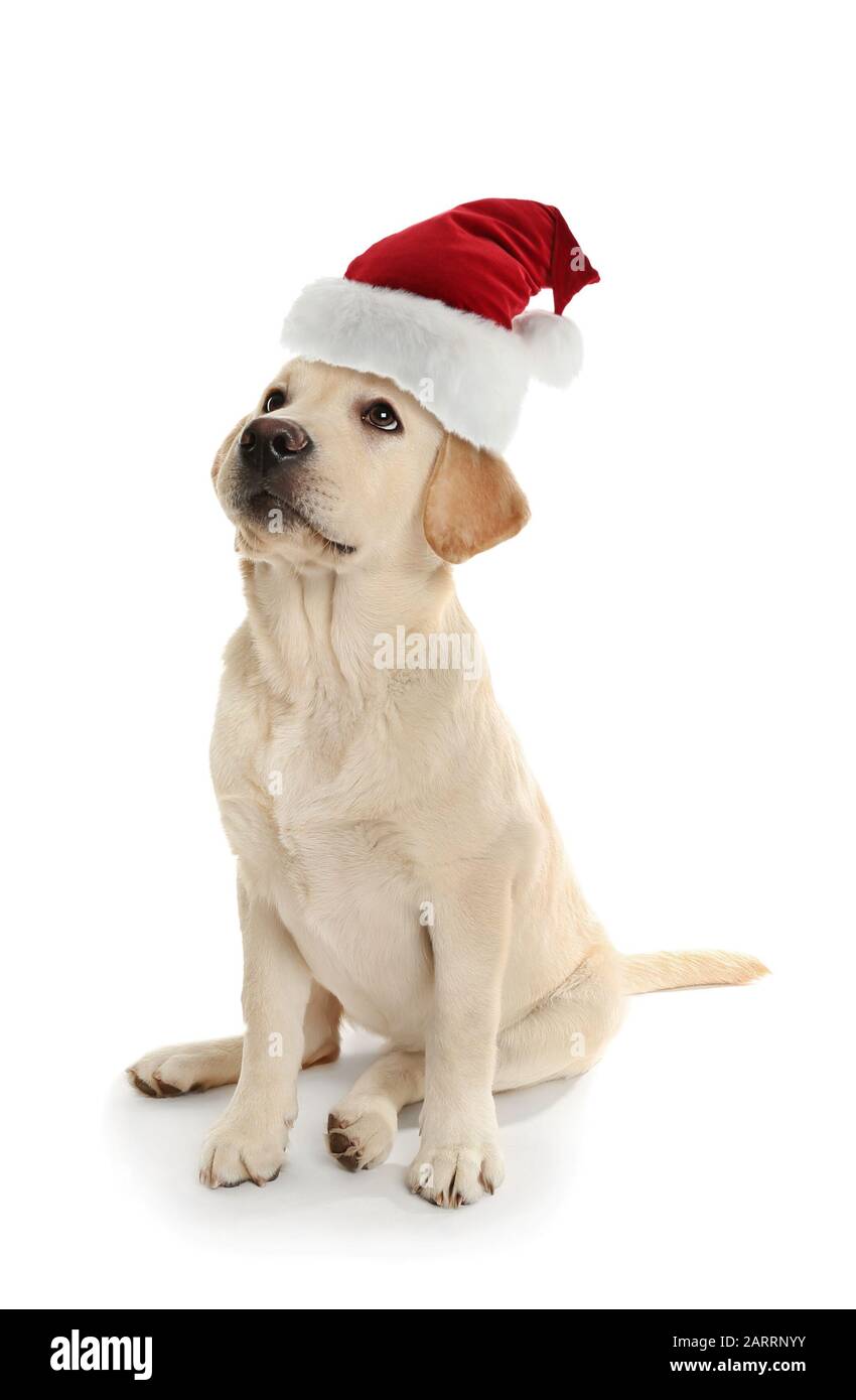 Cute Labrador dog in Santa Claus hat on white background Stock Photo ...