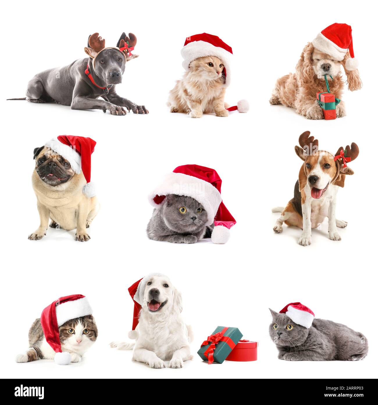 Cute cats and dogs in Santa hats with Christmas presents on white